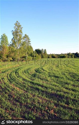 sprout oats on field