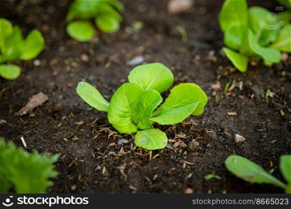 Sprout of growing vegetables plants garden at backyard for safety non insecticide organic food.