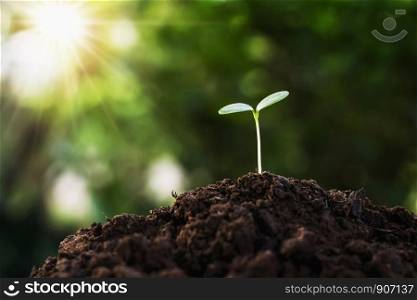 sprout plant growing on soil with sunshine in farm. agriculture concept