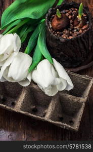 sprouted bulbs on white background fresh cut tulips