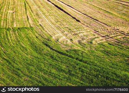 sprouted green young grass in summer or spring, Sunny bright weather. sprouted green young grass