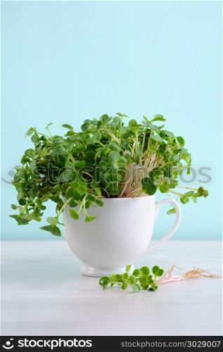 Sprouted radish sprouts in a cup. Organic micro greens for vegan cooking. Healthy food and diet concept. . Sprouted radish sprouts in a cup