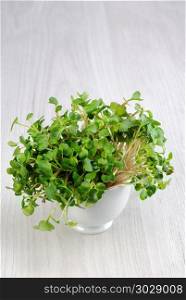 Sprouted radish sprouts in a cup. Organic micro greens for vegan cooking. Healthy food and diet concept. . Sprouted radish sprouts in a cup