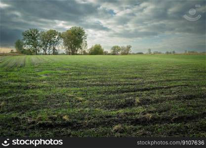 Sprouting grain in the field, trees on the horizon and a cloudy sky, Zarzecze, Poland