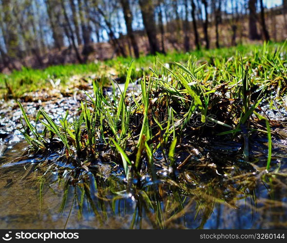 Sprouting green grass in Spring.