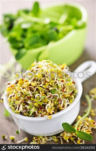Sprouts in cups