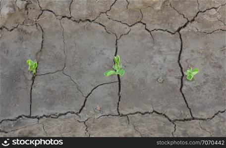 Sprouts in ground. Conceptual and agricultural scene.