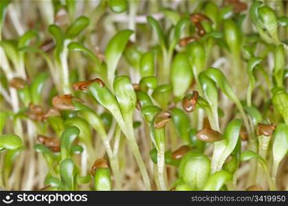 sprouts of alfalfa. alflafa-sprouts,lucerne