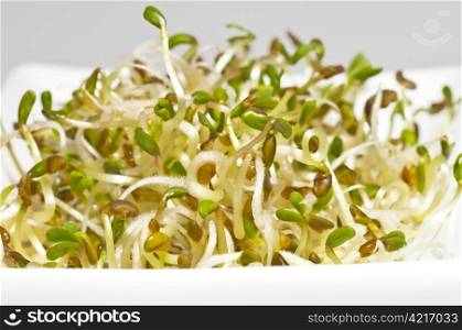 sprouts of alfalfa. alflafa-sprouts,lucerne
