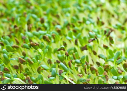 sprouts of alfalfa. alflafa-sprouts,lucerne