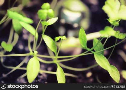 Sprouts of green plants sprout from the soil macro