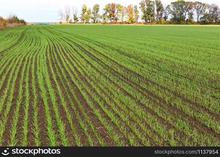 Sprouts of winter wheat grew in an endless field in long smooth and light green rows in close-up.. Smooth rows of shoots of winter wheat sprouted on a huge field in mid-autumn.