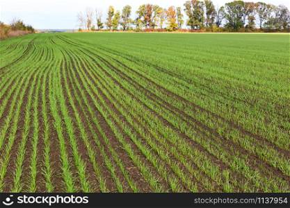 Sprouts of winter wheat grew in an endless field in long smooth and light green rows in close-up.. Smooth rows of shoots of winter wheat sprouted on a huge field in mid-autumn.