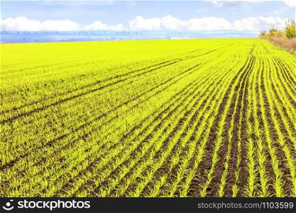 Sprouts of winter wheat sprouted in an endless field in smooth light green rows.. Smooth rows of sprouts of winter wheat sprouted in a vast field.