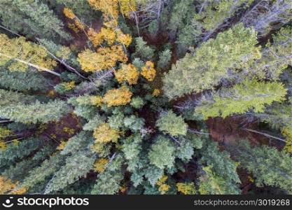 spruce and aspen in fall colors at Kenosha Pass in Colorado&rsquo;s Rocky Mountains, aerial view with wide angle perspective
