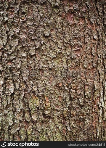 spruce bark. background