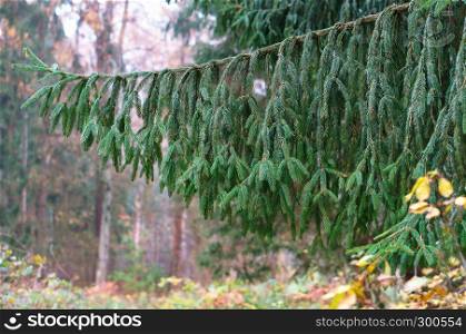 spruce branch, a branch of a coniferous tree. a branch of a coniferous tree, spruce branch