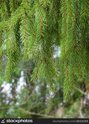 spruce branch. green spruce branch on a background of a tree trunk