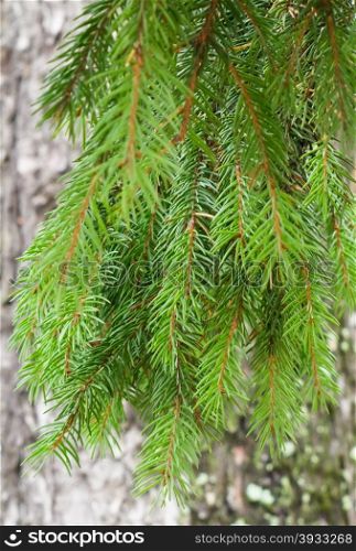 spruce branch. green spruce branch on a background of a tree trunk