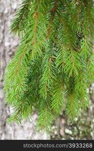 spruce branch. green spruce branch on a background of a tree trunk