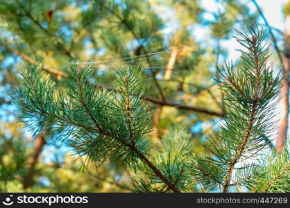 spruce branch in the web, cobweb on pine needles. cobweb on pine needles, spruce branch in the web