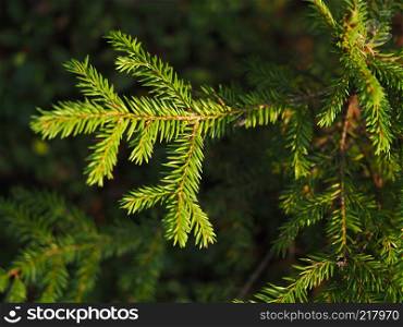 spruce branches in the forest