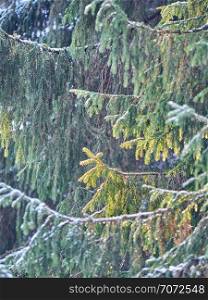 spruce branches in the snow. winter