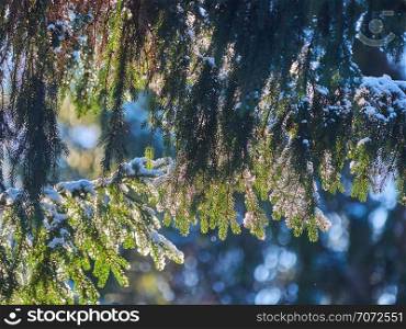 spruce branches in the snow. winter