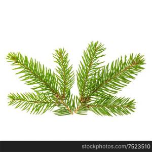 Spruce branches isolated on white background. Evergreen plant