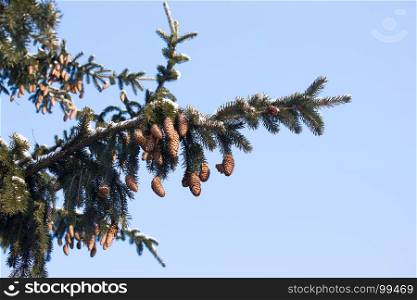 Spruce branches with cones on blue sky background