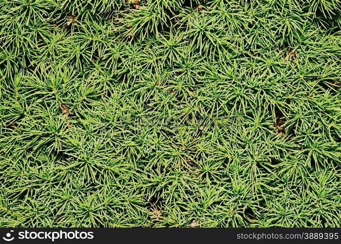 Spruce conic. Spruce conic closeup (texture)
