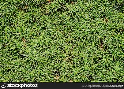 Spruce conic. Spruce conic closeup (texture)