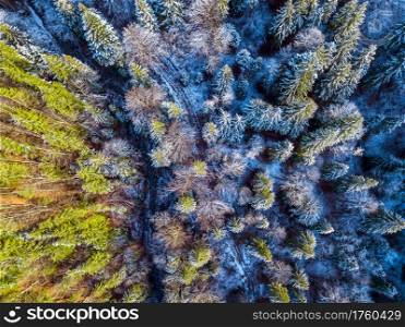 Spruce forest in the beginning of winter. Little trail. A snow on the ground and branches. Top view vertically down. Trail and Snow in the Spruce Forest. Aerial View