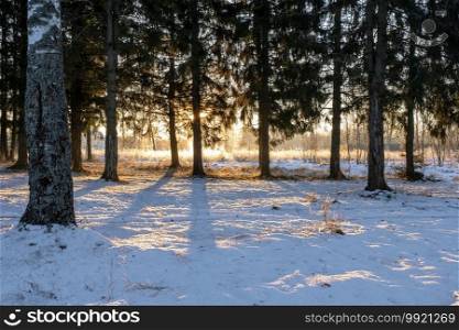 Spruce forest in the light of a low winter sun with long shadows, Russia.
