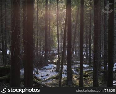 spruce forest in the spring