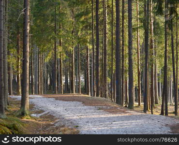 spruce forest in the spring