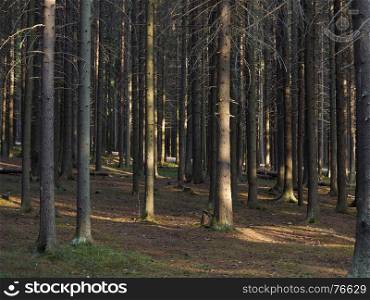 spruce forest in the spring