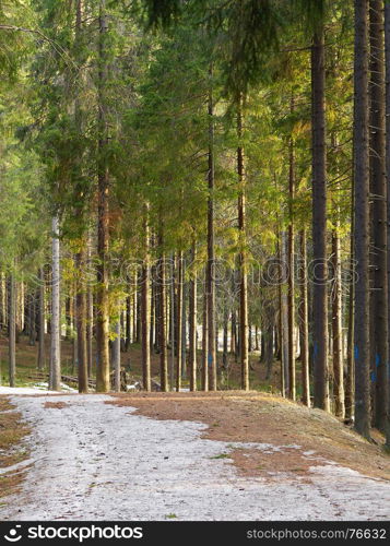 spruce forest in the spring