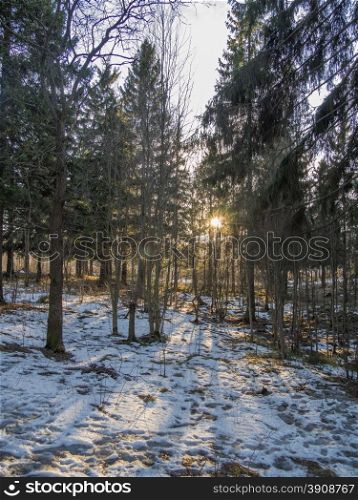 spruce forest in winter
