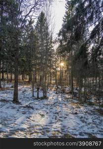 spruce forest in winter