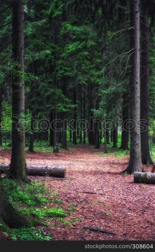 Spruce forest on a summer sunny day.. Summer Spruce Forest
