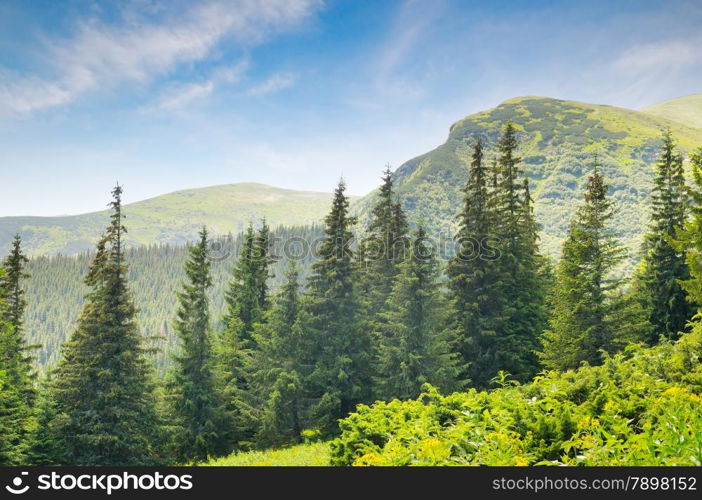 spruce forest on the hillside