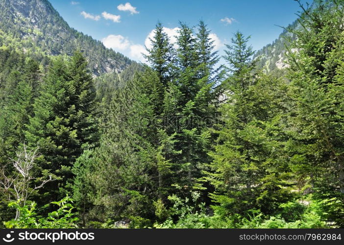 spruce forest on the hillside