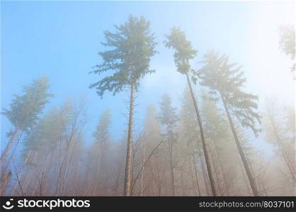 Spruce in the morning fog in the forest. Carpathians mountains