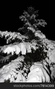 spruce in the snow, night photography