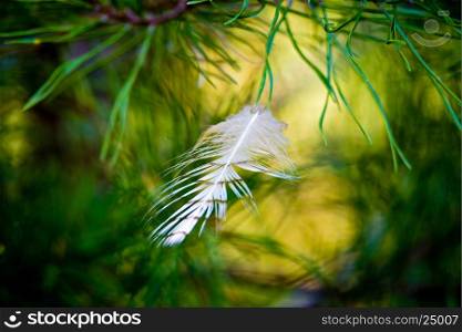 spruce pine branch with trapped feather