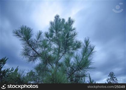 spruce pine tree agains evening gliding clouds