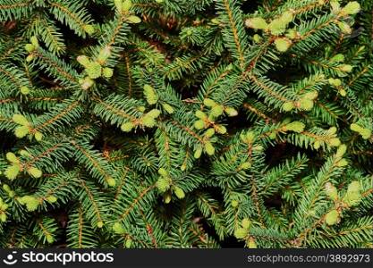 Spruce spherical . Spruce spherical close-up (texture)