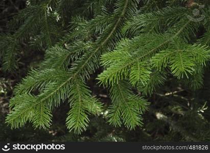 Spruce tree branches close-up. Christmas background.