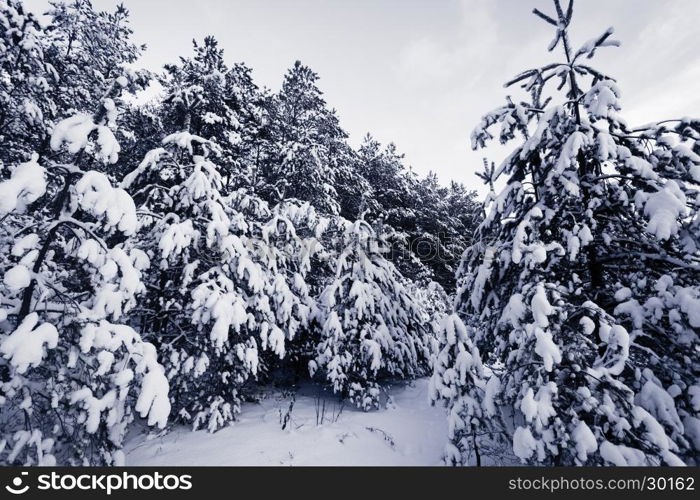 Spruce Tree foggy Forest Covered by Snow in Winter Landscape